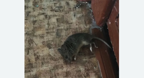 Дезинфекция от мышей в Мещанском районе Москвы